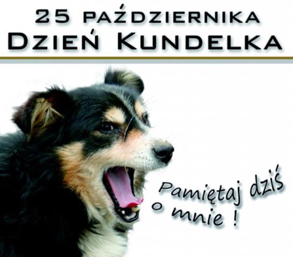 Karma dla kotka i kundelka